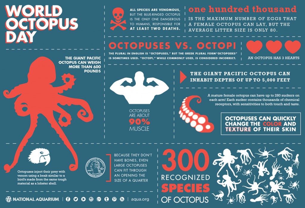 octopus_infographic1